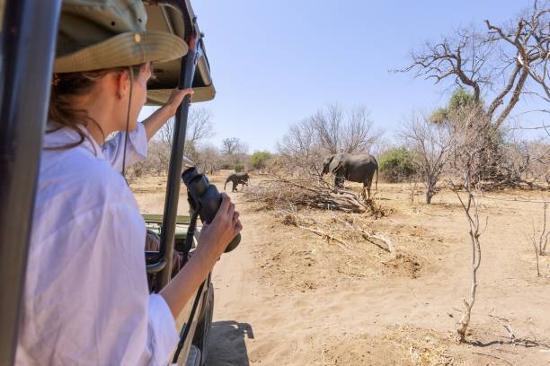 Safari Afrique du Sud
