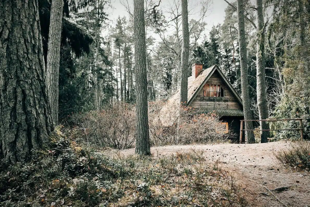 cabane  forêt